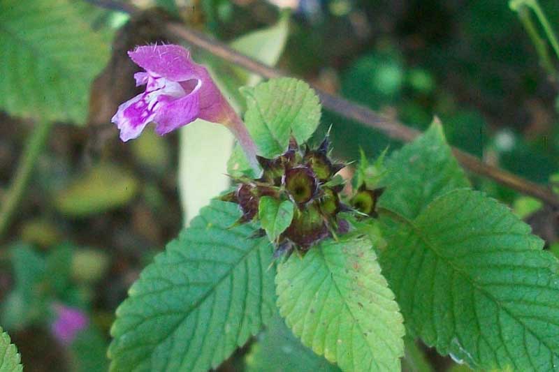 Galeopsis pubescens