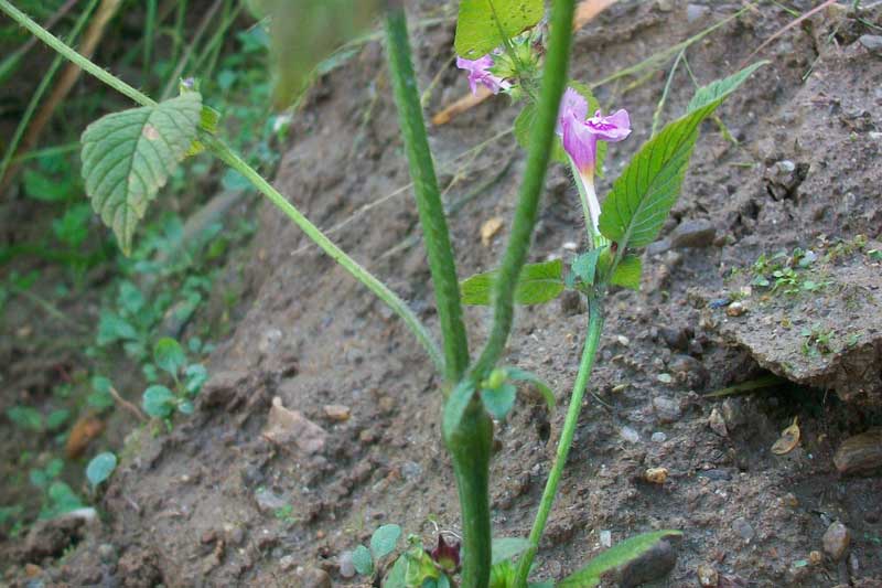 Galeopsis pubescens
