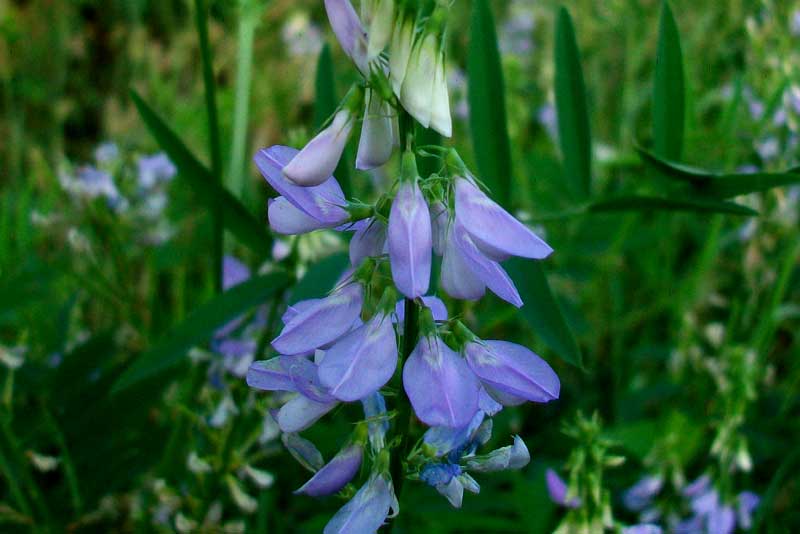 Galega officinalis / Capraggine