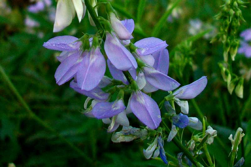 Galega officinalis / Capraggine