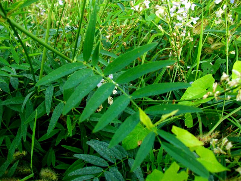 Galega officinalis / Capraggine
