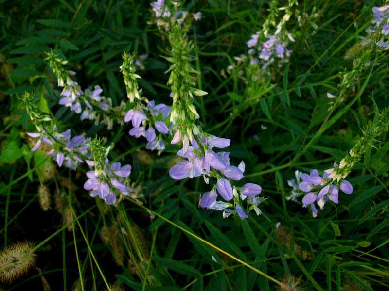 Galega officinalis / Capraggine