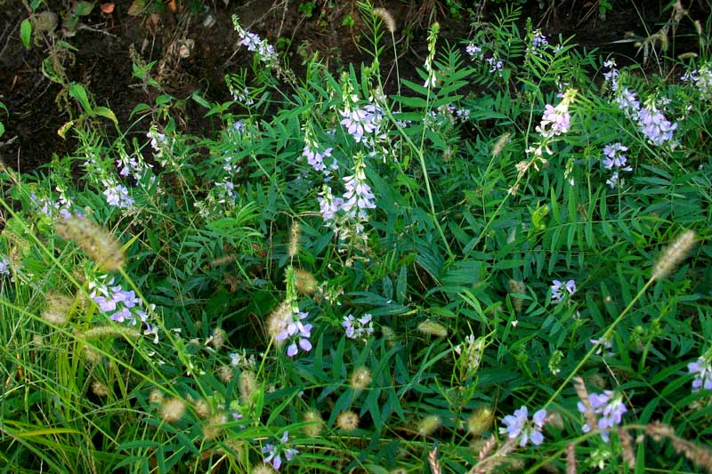 Galega officinalis / Capraggine