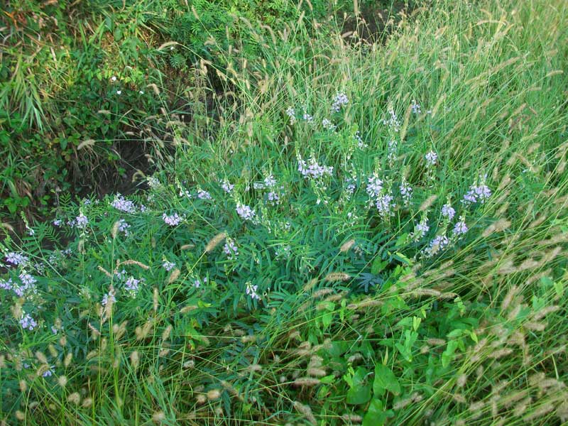 Galega officinalis / Capraggine