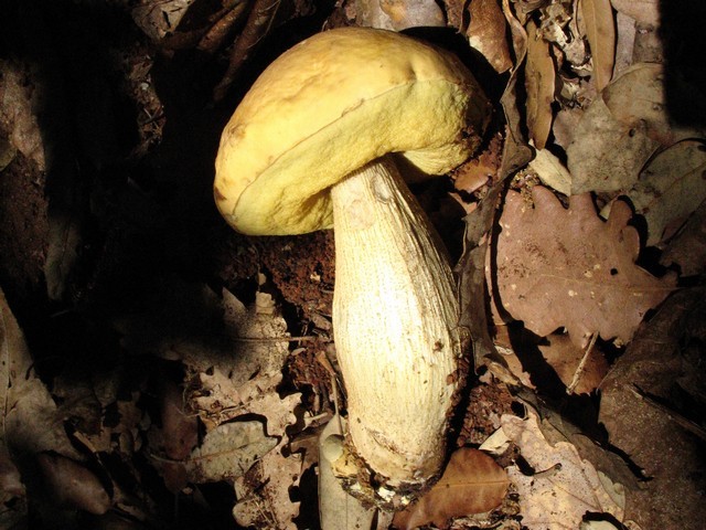 Leccinum crocipodium