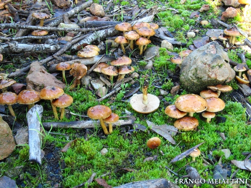 Pholiota highlandensis ( ex carbonaria)?