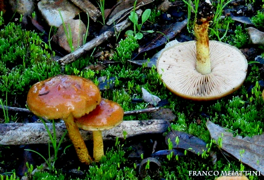 Pholiota highlandensis ( ex carbonaria)?