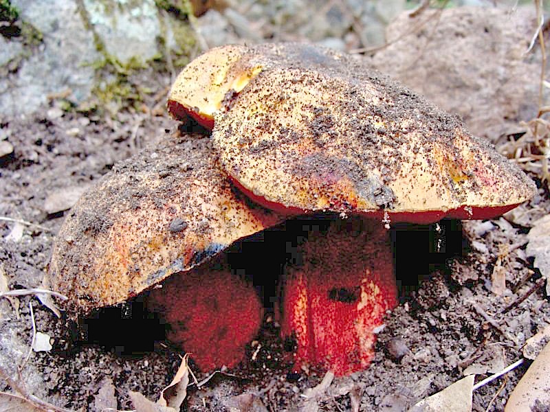 Boletus luridus?