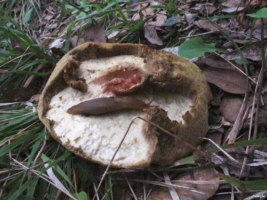 Limax del corsicus-gruppo dei dintorni di Siena