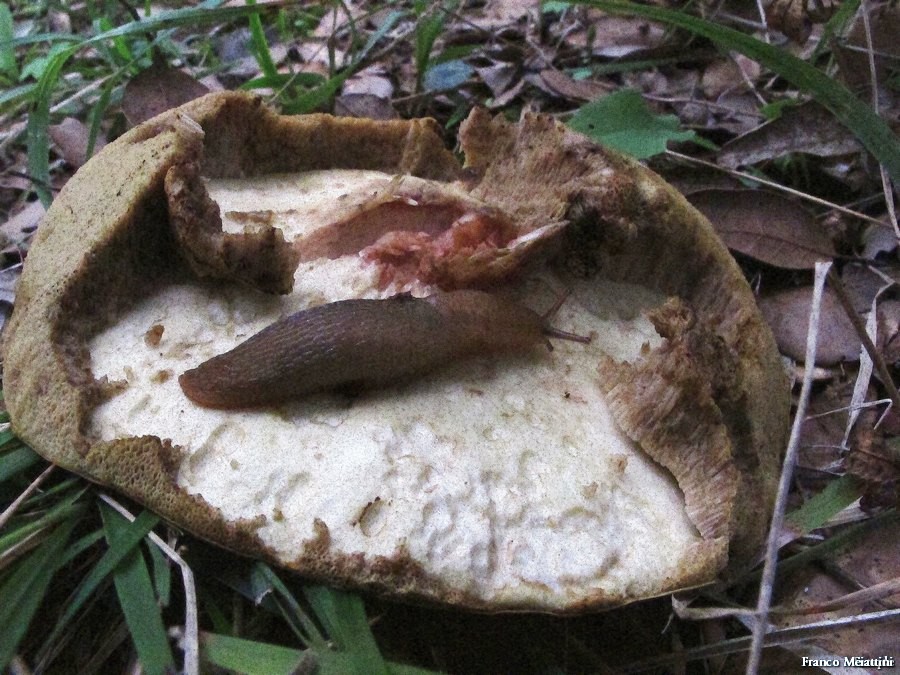 Limax del corsicus-gruppo dei dintorni di Siena