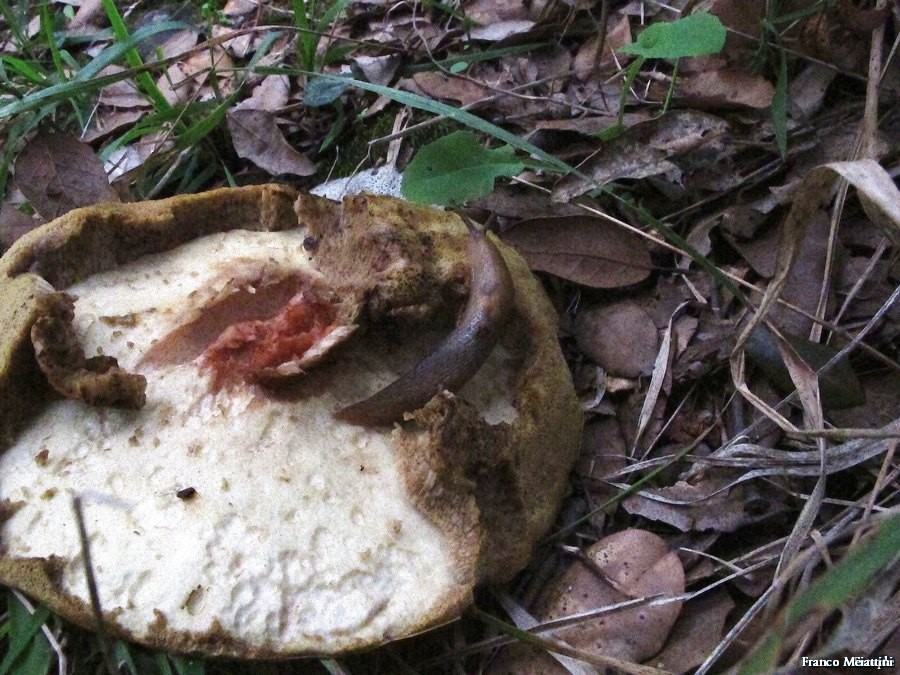 Limax del corsicus-gruppo dei dintorni di Siena