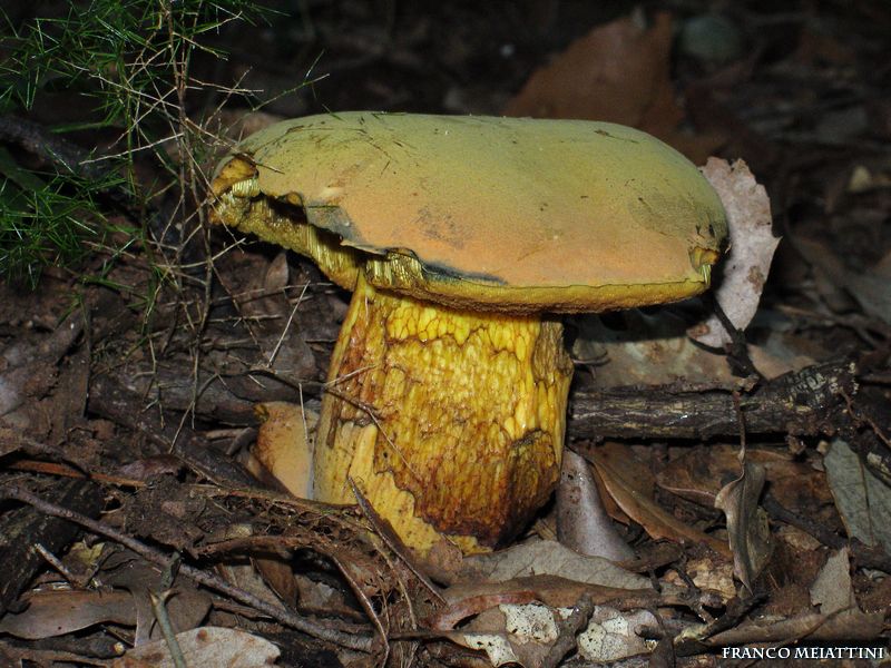 Boletus luridus?