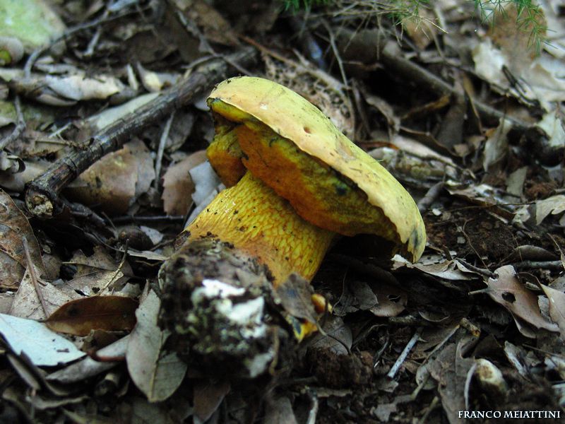 Boletus luridus?