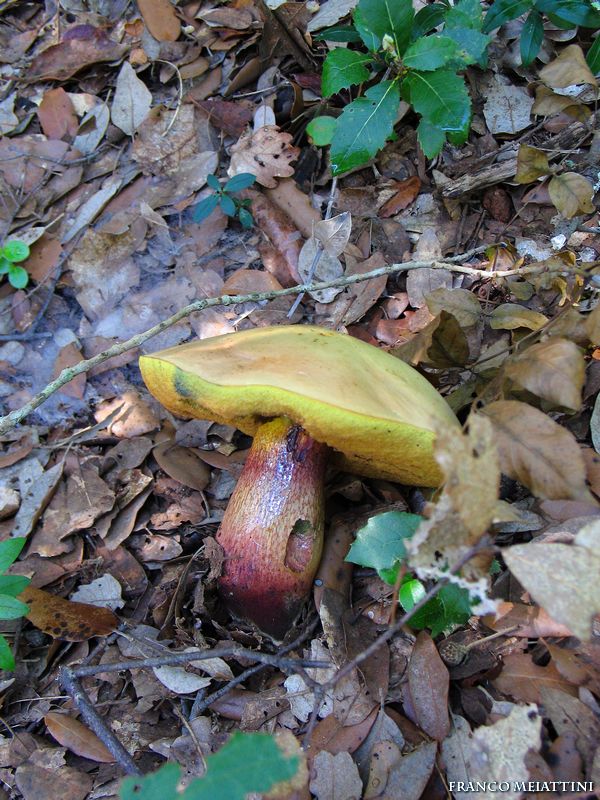 Boletus luridus?