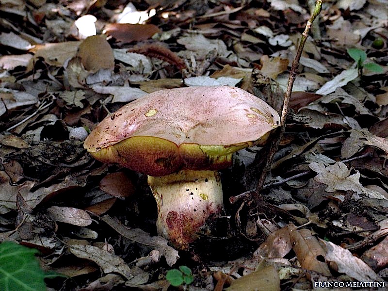 Boletus luridus?