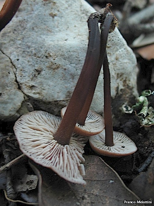 Passeggiata del 30 settembre 2010
