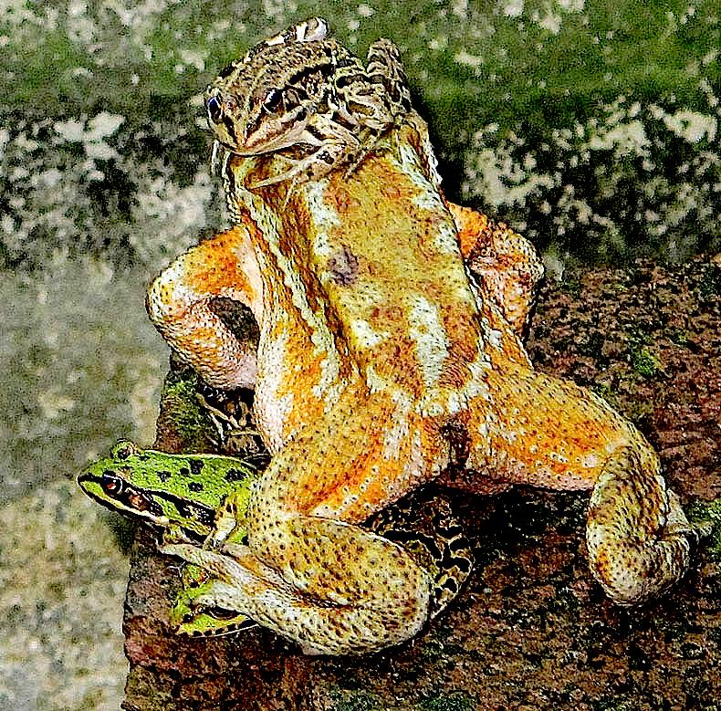 Amici per la pelle