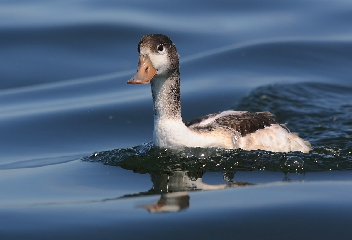 Giovanotto di volpoca
