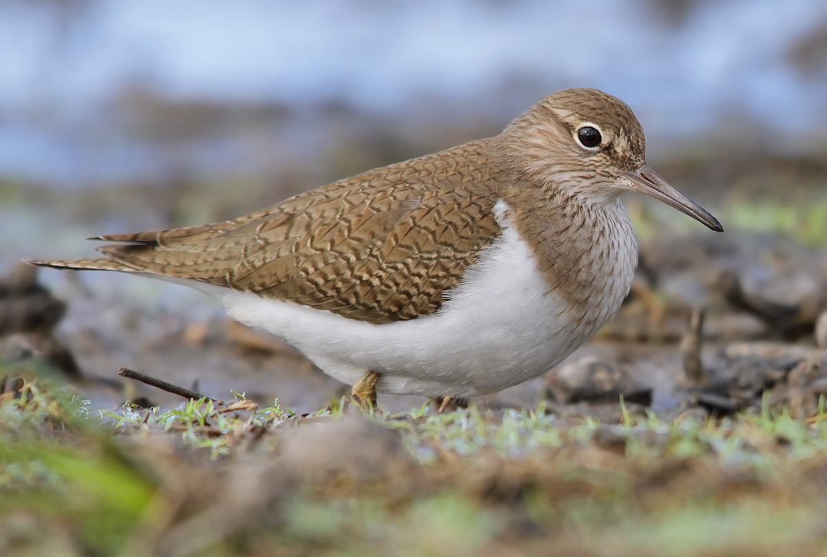 piro piro piccolo - Actitis hypoleucos