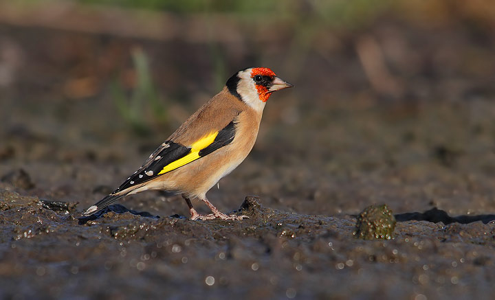 Cardellini -Carduelis carduelis