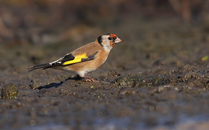 Cardellini -Carduelis carduelis