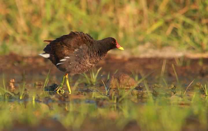 Gallinelle d''acqua