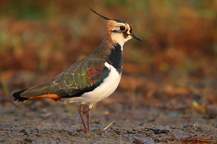 Pavoncella - Vanellus vanellus
