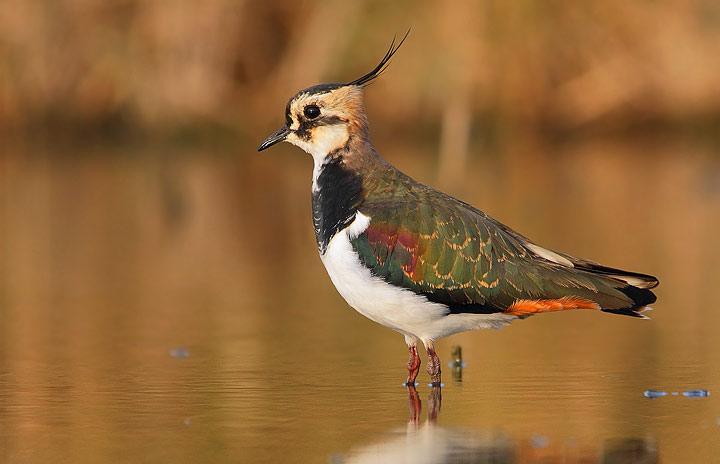 Pavoncella - Vanellus vanellus
