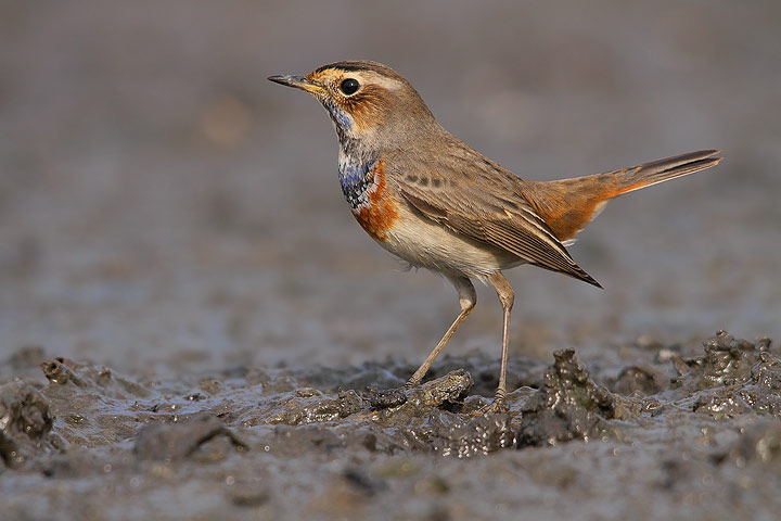 Pettazzurro - Luscinia svecica