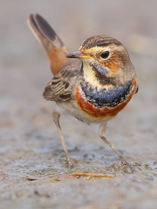 Pettazzurro - Luscinia svecica