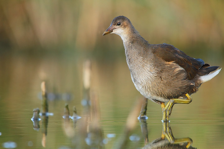 Gallinelle d''acqua