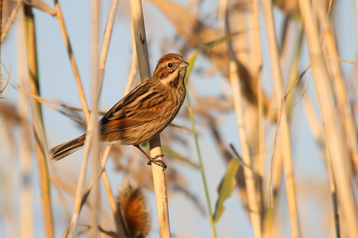 Migliarino di palude - Emberiza schoeniclus