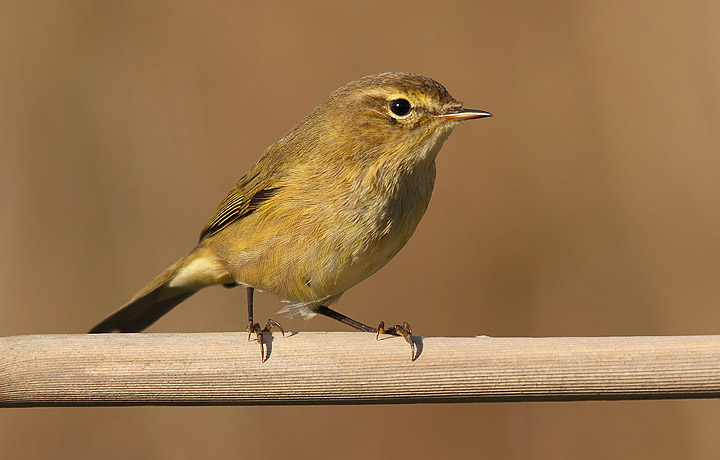 Lu piccolo - Phylloscopus collybita