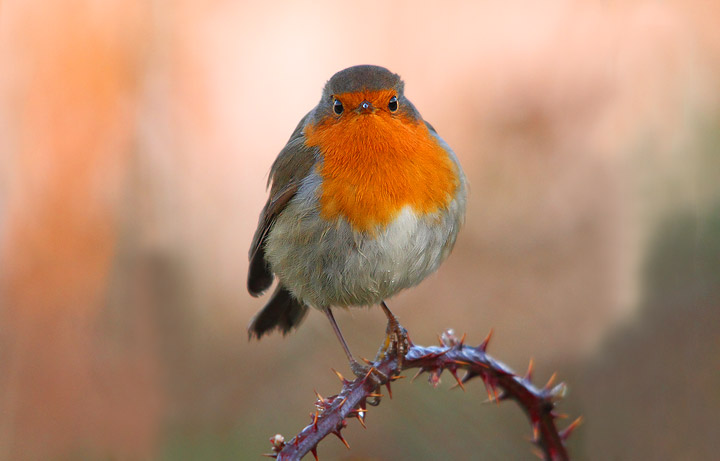 Pettirosso - Erithacus rubecula