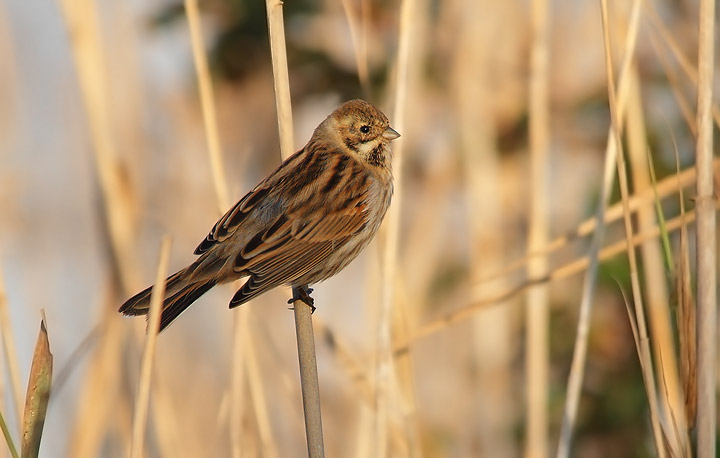 Migliarino di palude - Emberiza schoeniclus