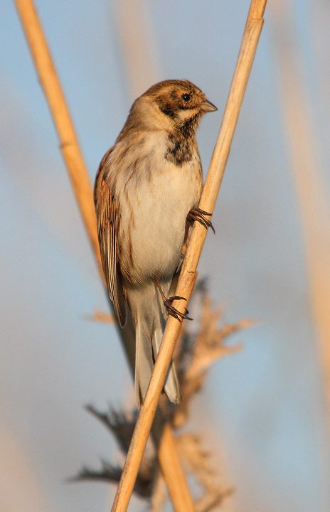 Migliarino di palude - Emberiza schoeniclus