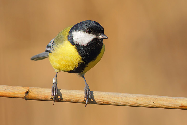 Cinciallegra - Parus major