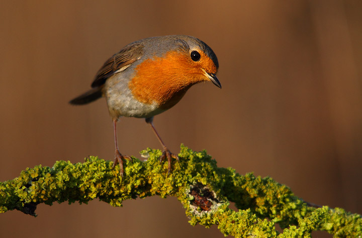 Pettirosso - Erithacus rubecula