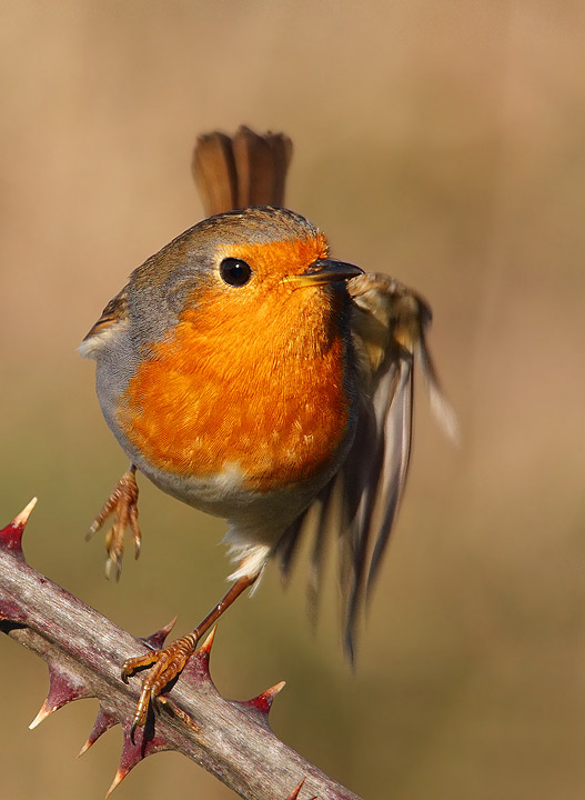 Pettirosso - Erithacus rubecula