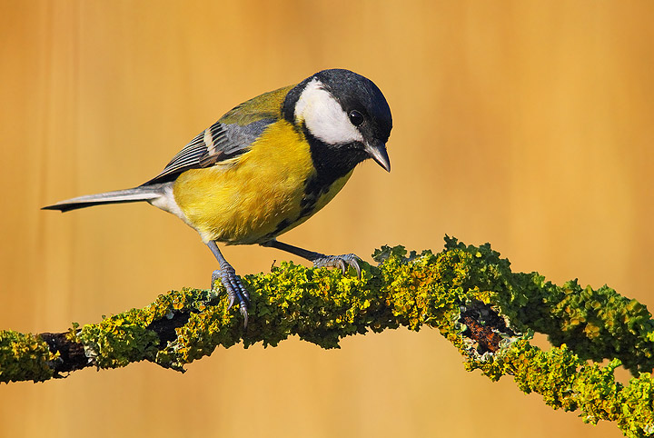 Cinciallegra - Parus major