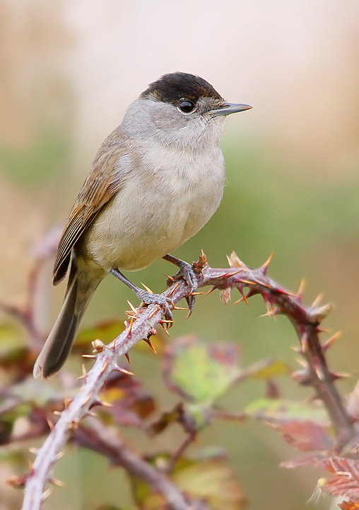 CAPINERA - Sylvia atricapilla