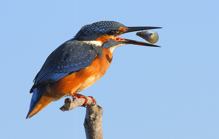 Il pescatore