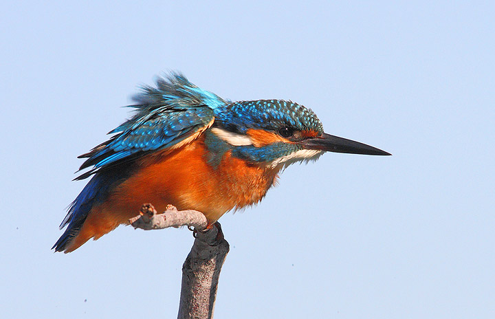 Il pescatore