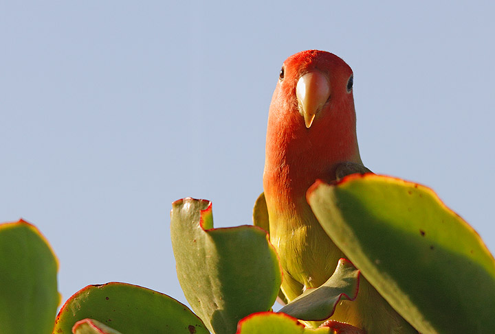 Identificazione pappagallo