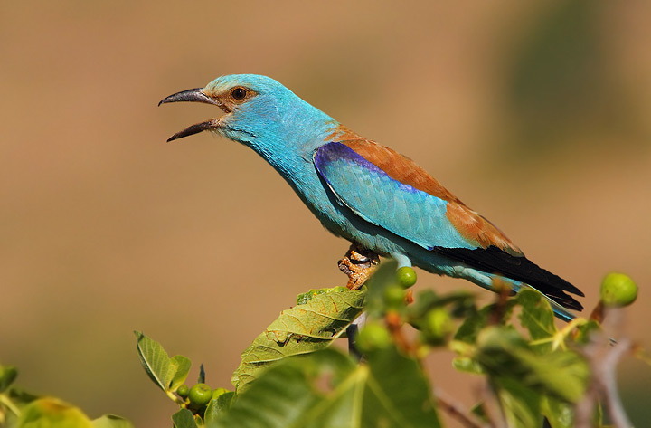 ghiandaia marina - Coracias garrulus