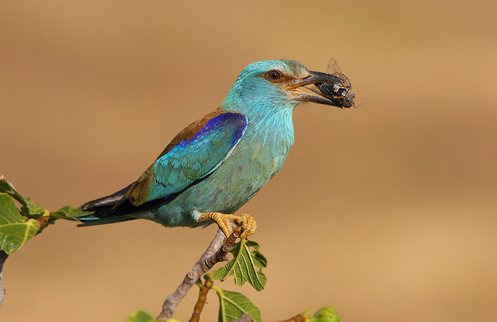 ghiandaia marina - Coracias garrulus