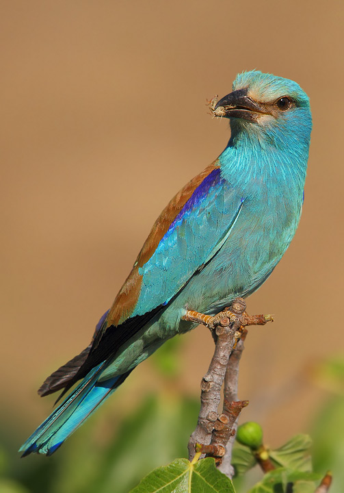 ghiandaia marina - Coracias garrulus