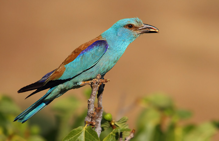 ghiandaia marina - Coracias garrulus