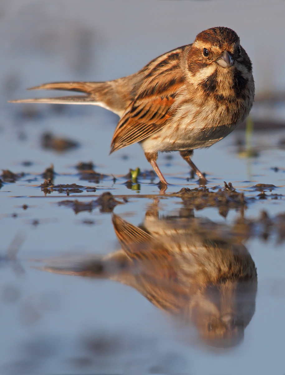 migliarino di palude