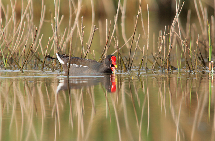 Gallinelle d''acqua